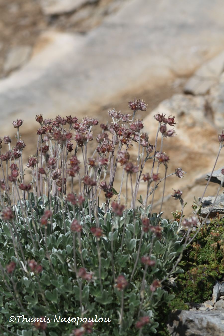 Potentilla deorum.- endemita del M. Olimpo, Grecia